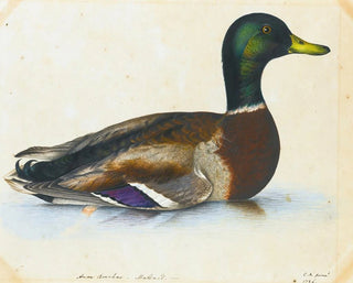Portrait d'un canard colvert - Le Révérend Christopher Atkinson — näkymä teoksesta
