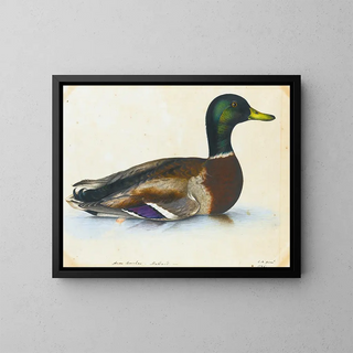 Portrait d'un canard colvert - Le Révérend Christopher Atkinson — kehystetty taideteos seinällä