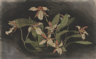Theo Nieuwenhuis - Bloeiende orchideentak.webp