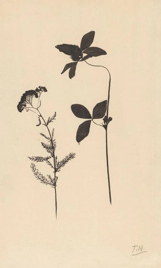 Theo Nieuwenhuis - Klaver en een andere plant.webp