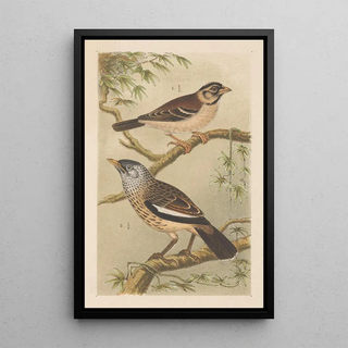 Theo van Hoytema - Twee vogels op takken.webp