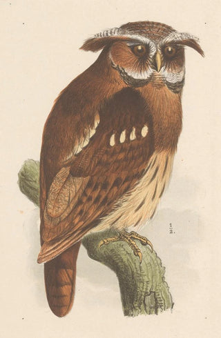 Theo van Hoytema - Uil op een tak bubo lettii.webp