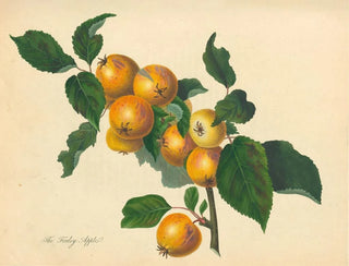 Pomme de Foxley - Thomas Andrew Knight — näkymä teoksesta