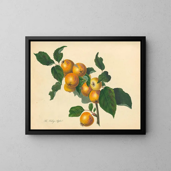 Pomme de Foxley - Thomas Andrew Knight — kehystetty taideteos seinällä