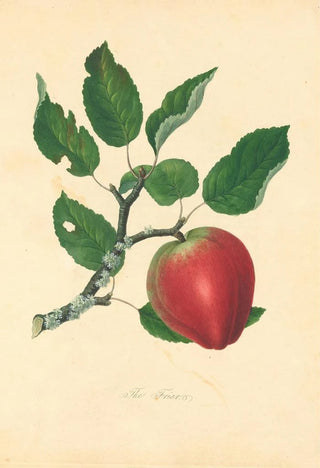 Thomas Andrew Knight - Friar.webp