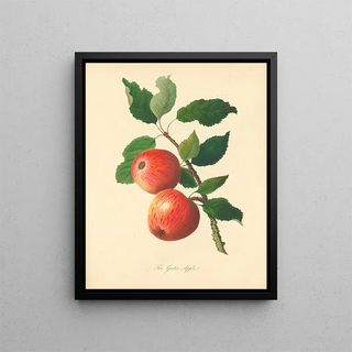 Thomas Andrew Knight - Garter Apple.webp