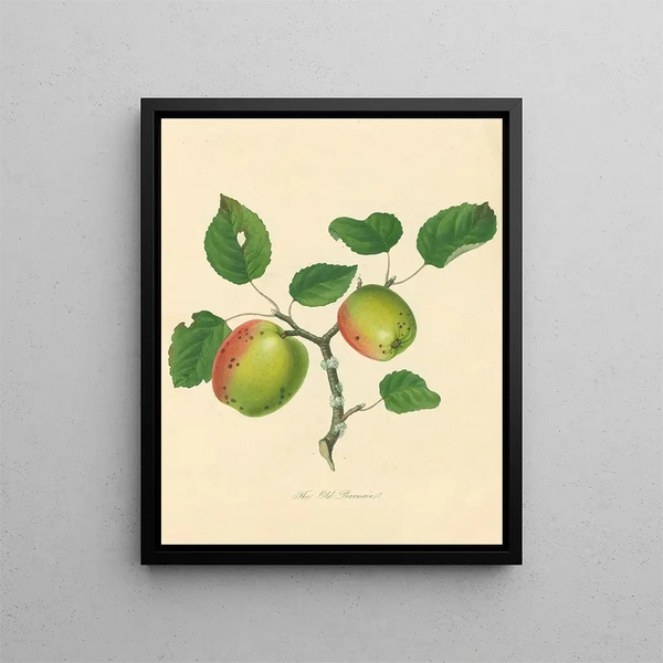 Thomas Andrew Knight - Old Pearmain.webp