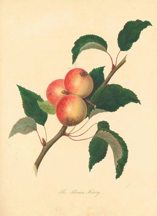 Thomas Andrew Knight - Siberian Harvey.webp