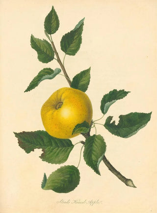 Thomas Andrew Knight - Steads Kernel Apple.webp