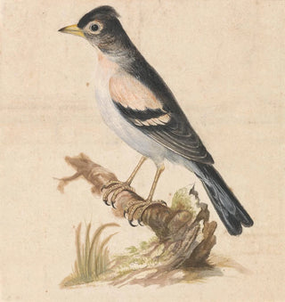 Thomas Atwood - Brambling.webp