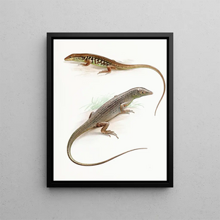 Thomas Barbour - Leiolopisma pullum Barbour and Dasia Smaragdinum.webp