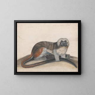 Thomas Bewick - Study for The Pinche or Red Tailed Monkey.webp