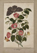 Camellia japonica - Jaapani ruusu - Euphorbia caput-medusae - Medusan pää - perhonen Merops ja Papilio Hyale Nar - Thomas Robins le Jeune — näkymä teoksesta