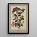 Camellia japonica - Jaapani ruusu - Euphorbia caput-medusae - Medusan pää - perhonen Merops ja Papilio Hyale Nar - Thomas Robins le Jeune — kehystetty taideteos seinällä