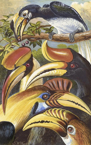 Thomas Waterman Wood - Hornbills.webp
