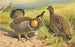 Grouse des prairies - Thomas Waterman Wood — näkymä teoksesta