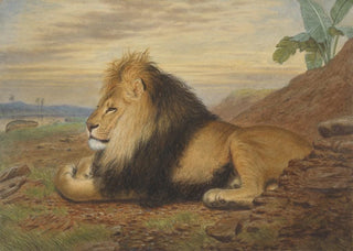 Thomas William Wood - A Lion.webp