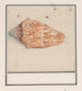 Trompette rose Strombus gigas - Anselmus Botius de Boodt — näkymä teoksesta