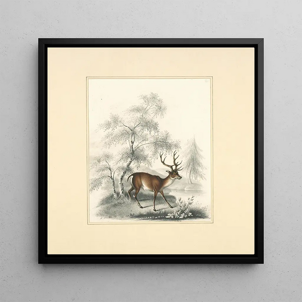 Un cerf - Henry Thomas Alken