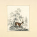 Un cerf - Henry Thomas Alken — näkymä teoksesta