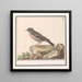 Vink Fringilla - Anselmus Botius de Boodt — kehystetty taideteos seinällä