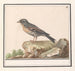 Vink Fringilla - Anselmus Botius de Boodt — näkymä teoksesta
