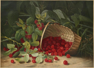 Virginia Granberry - Raspberries.webp