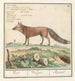 Vos Vulpes vulpes Vos Vulpes Renard - Anselmus Botius de Boodt — näkymä teoksesta