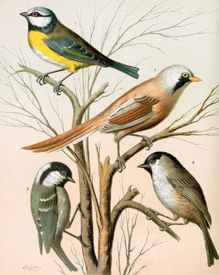 W A Blakston - Blue Titmouse Bearded Titmouse Cole Titmouse Marsh Titmouse.webp