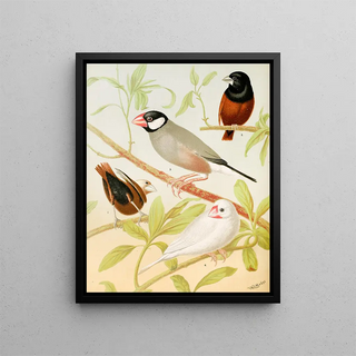 W A Blakston - Java Sparrows Nuns.webp
