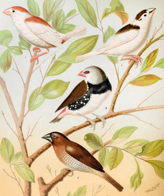 W A Blakston - Pied Mannkins Diamond Sparrow Nutmeg Or Spice Bird.webp