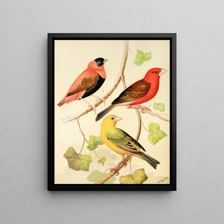 W A Blakston - WeaversOrange Bishop And Madagascar Saffron Flnch.webp