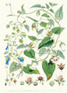A C Gracilis H f et T B Codonopsis Campanumcea Javanica Hf et T C C Inflata Hf T - Walter Hood Fitch — näkymä teoksesta