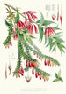 A Vaccinium Salignum Hf et T B Vaccinium Serpens Hf et T - Walter Hood Fitch — näkymä teoksesta