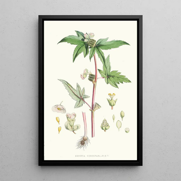 Walter Hood Fitch - Begonia Gemmipara Hf et T.webp