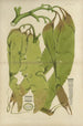 Botanique cryptogamique du voyage antarctique des navires de découverte de SM Erebus et Terror en 1839 Pl40 — näkymä teoksesta