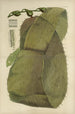Botanique cryptogamique du voyage antarctique des navires de découverte de SM Erebus et Terror en 1839 Pl41 — näkymä teoksesta