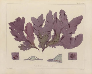 Botaniska kryptogamiska maalaus antarktiska reissun tutkimuslaivojen HM Erebus ja Terror vuonna 1839 - Walter Hood Fitch — näkymä teoksesta