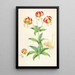 Lilium Californicum - Walter Hood Fitch — kehystetty taideteos seinällä