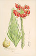 Lilium Chalcedonicum - Walter Hood Fitch — näkymä teoksesta