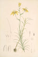 Lilium Davidi - Walter Hood Fitch — näkymä teoksesta