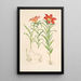 Lilium Davuricum - Walter Hood Fitch — kehystetty taideteos seinällä