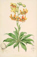 Lilium Hansoni - Walter Hood Fitch — näkymä teoksesta
