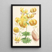 Lilium Humboldti - Walter Hood Fitch — kehystetty taideteos seinällä
