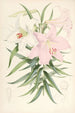 Lilium Japonicum - Walter Hood Fitch — näkymä teoksesta