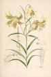 Lilium Leichtlinii - Walter Hood Fitch — näkymä teoksesta