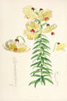 Lilium Monadelphum - Walter Hood Fitch — näkymä teoksesta