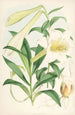 Lilium Neilgherriense - Walter Hood Fitch — näkymä teoksesta