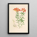 Lilium Philadelphicum - Walter Hood Fitch — kehystetty taideteos seinällä