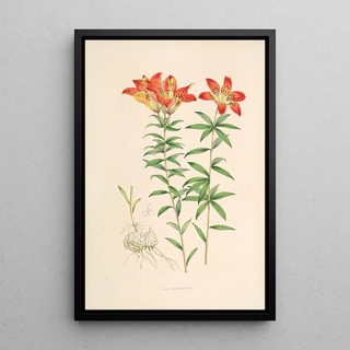 Walter Hood Fitch - Lilium Philadelphicum.webp
